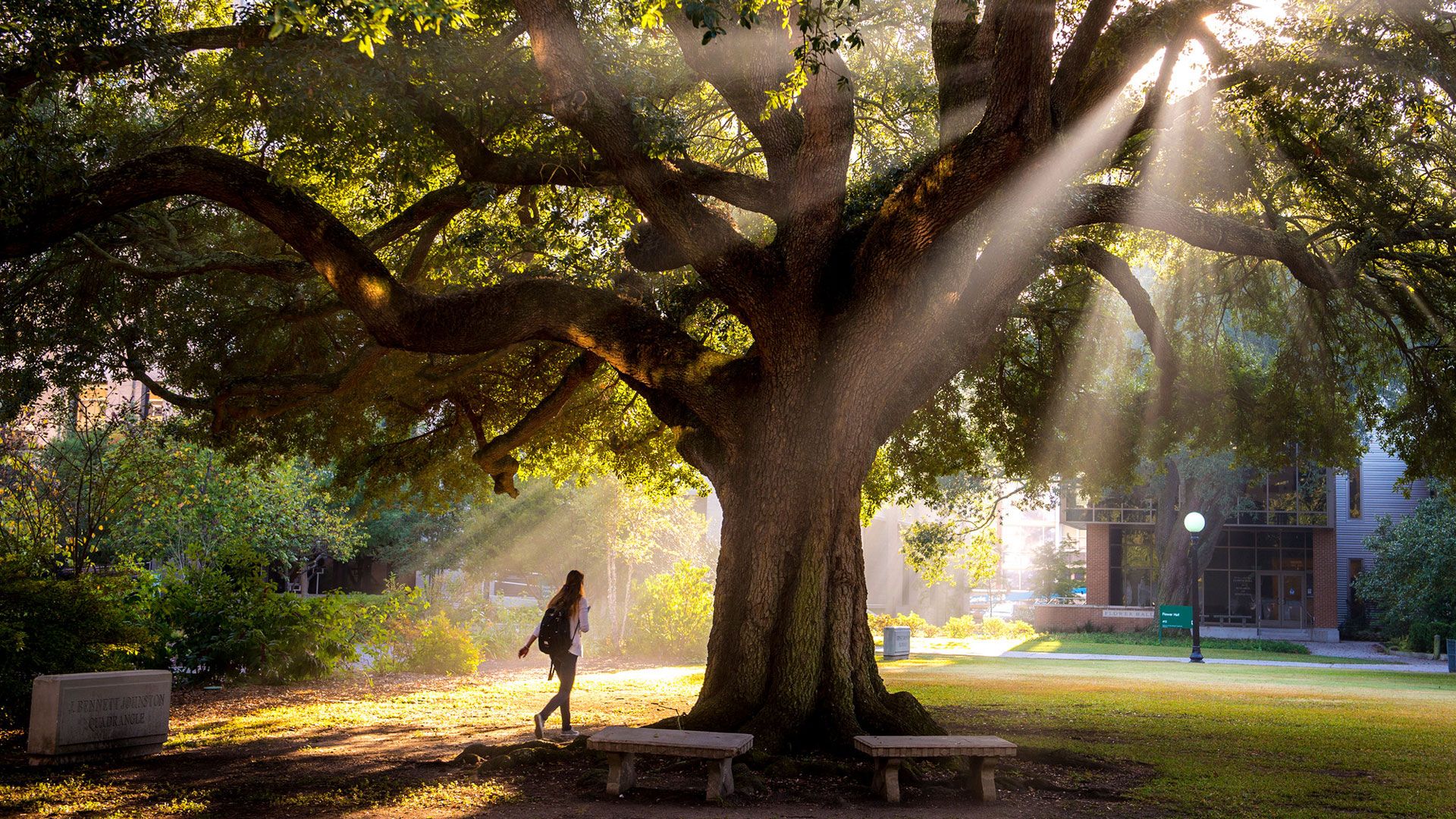 Gibson oak tree